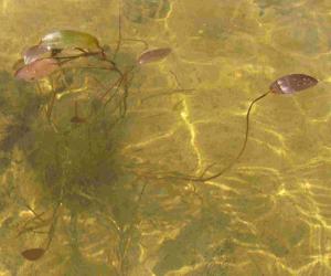 Potamogeton natans
