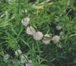 Mentha cervina 'alba'