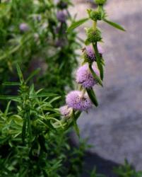 Mentha cervina