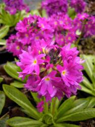 Primula denticulata