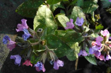 Pulmonaria saccharata 'Mrs Moon'