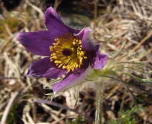 Pulsatilla vulgaris