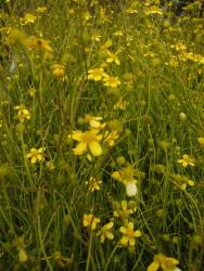 Ranunculus flammula