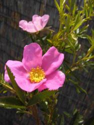 Rosa nitida