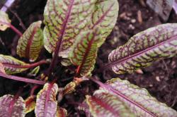 Rumex sanguineus