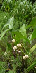 Sagittaria japonica 'flore pleno'