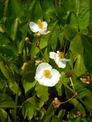 Sagittaria latifolia