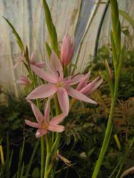 Schizostylis coccinea ‘Mrs Hegarty’