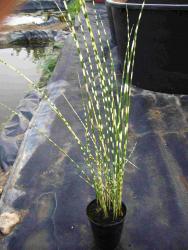 Schoenoplectus lacustris (= S. tabernaemontani, Scirpus lacustris) 'zebrinus'