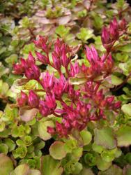 Sedum spurium