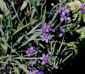 Sisyrinchium bermudianum