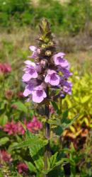 Stachys palustris