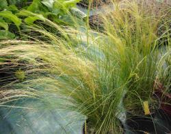 Stipa tenuifolia (= S. tenuissima)