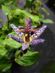 Tricyrtis macropoda