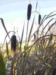 Typha latifolia