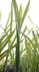 Typha latifolia 'variegata'