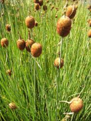 Typha minima