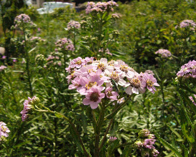 Achillea sibirica subsp. camtchatcense 'love parade'