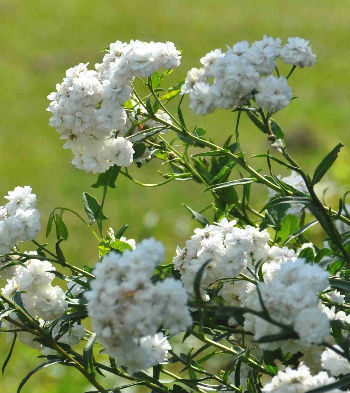 Achillea ptarmica 'The Pearl'