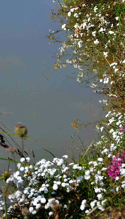Achillea ptarmica 'The Pearl'