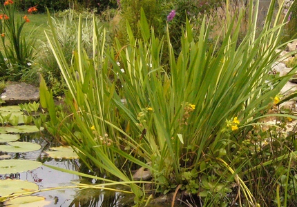 Acorus calamus