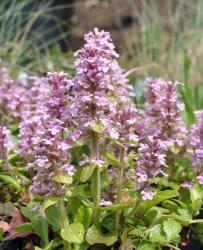 Ajuga reptans 'purple torch'