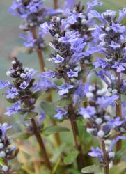 Ajuga reptans 'atropurpurea'