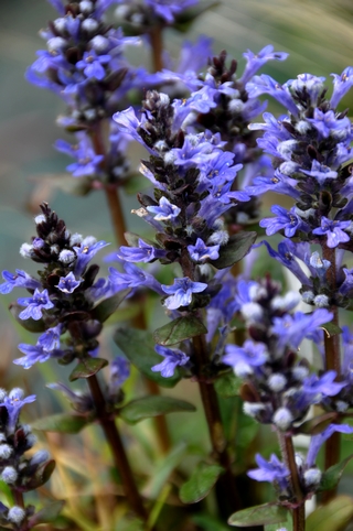 Ajuga reptans 'Chocolate chips'