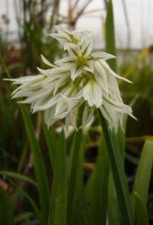 Allium triquetrum