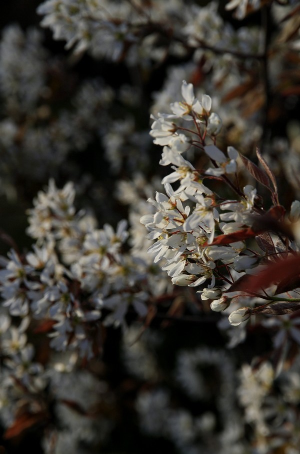 Amelanchier canadensis