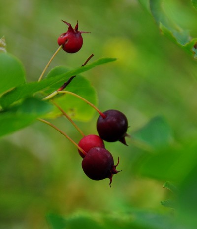 Amelanchier canadensis