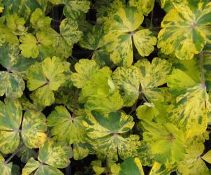 Aquilegia vulgaris 'leprechaun gold'