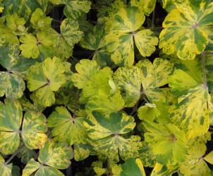 Aquilegia vulgaris 'leprechaun gold'