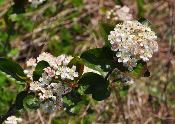 Aronia melanocarpa