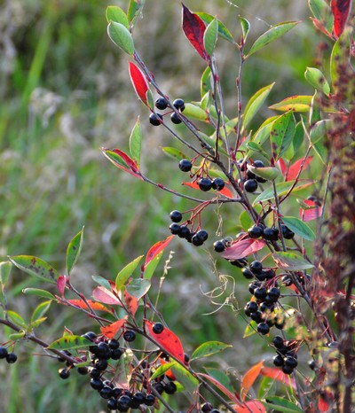 Aronia melanocarpa