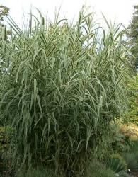 Arundo donax 'versicolor'