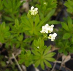 Asperula odorata (= Gallium odoratum)