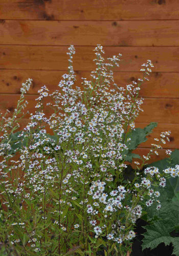 Aster "presque" 'Monte Cassino'