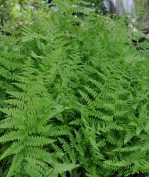 Athyrium filix-femina