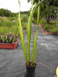 Acorus calamus