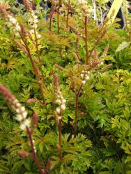 Aruncus aethusifolius