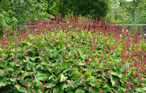 Persicaria amplexicaulis(= Bistorta amplexicaulis) 'speciosa'