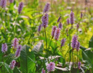 Persicaria bistorta (= Bistorta officinalis)