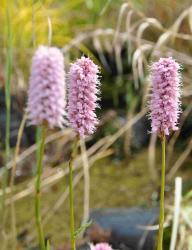 Persicaria bistorta (= bistorta officinalis) 'superba'