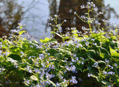 Brunnera macrophylla