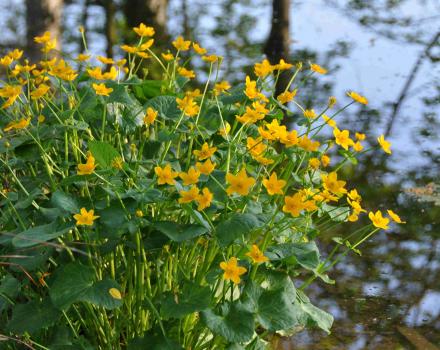 Caltha palustris