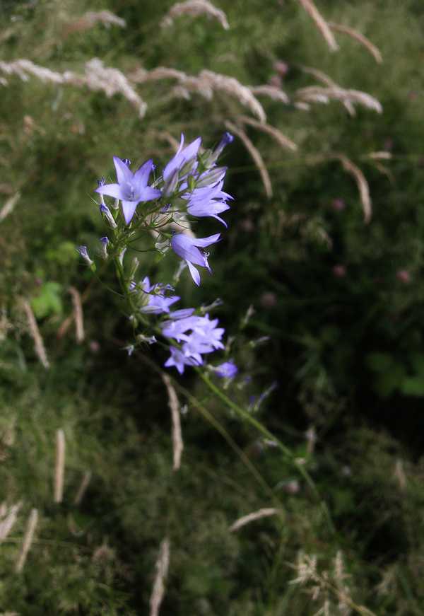 Raiponce légume  -Campanula rapunculus