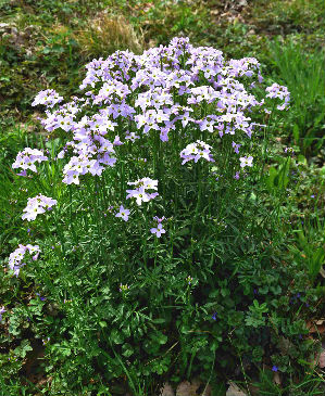 Cardamine pratensis