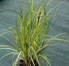 Carex riparia 'variegata'