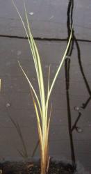 Carex riparia 'variegata'